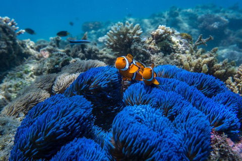Full-Day Cruise Tour To Frankland Islands Great Barrier Reef - Attractions Melbourne 22