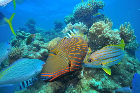 Fly To Green Island - Cruise Return - Attractions Melbourne 18