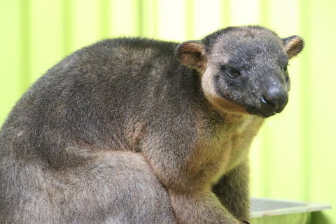 2-Day Green Island Cruise And Kuranda Day Trip - Attractions Melbourne 5