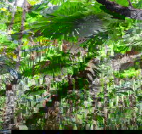2-Day Cape Tribulation and Daintree Rainforest Tour from Cairns /Port Douglas - Attractions Melbourne