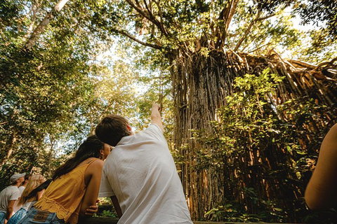 Atherton Tablelands Waterfalls And Rainforest Day Tour Departing Cairns - Attractions Melbourne 1