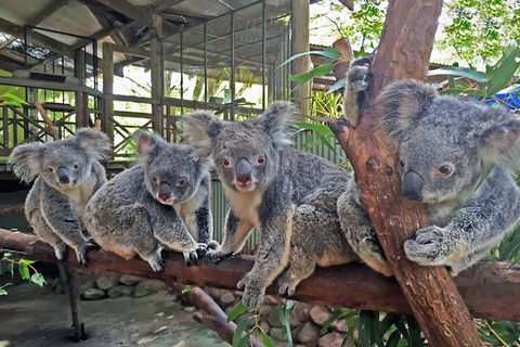 Kuranda Highlights Including Rainforestation Aboriginal Culture And Wildlife - Attractions Melbourne 6