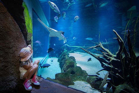 Cairns Aquarium Admission Ticket - Attractions Melbourne 1