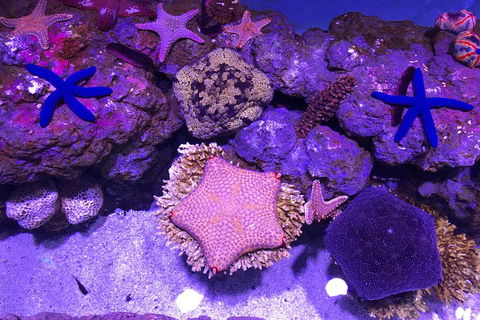 Cairns Aquarium Admission Ticket - Attractions Melbourne 6