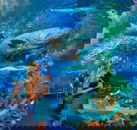Cairns Aquarium Admission Ticket - Attractions Melbourne