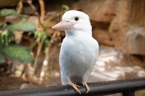 Cairns ZOOM And Wildlife Dome - Attractions Melbourne 3