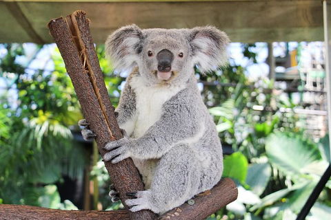 Cairns ZOOM And Wildlife Dome - Attractions Melbourne 6