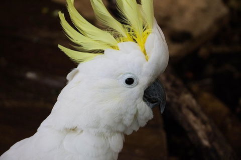 Cairns ZOOM And Wildlife Dome - Attractions Melbourne 4