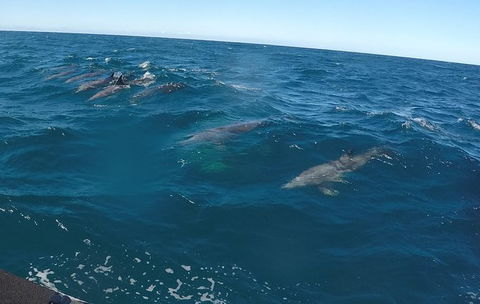 Noosa Wild Dolphin Safari - Attractions Melbourne 4