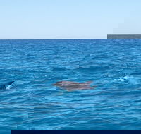 Noosa Wild Dolphin Safari - Attractions Melbourne