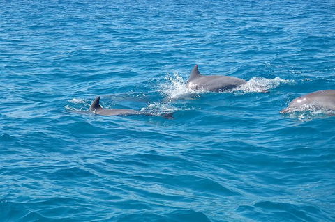 Noosa Wild Dolphin Safari - Attractions Melbourne 5