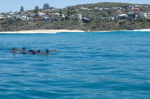 Noosa Wild Dolphin Safari - Attractions Melbourne 1