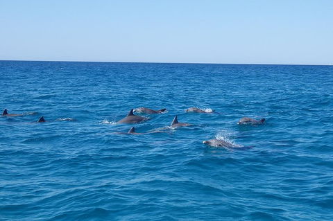 Noosa Wild Dolphin Safari - Attractions Melbourne 6
