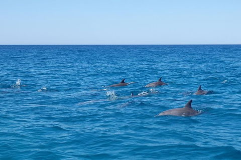 Noosa Wild Dolphin Safari - Attractions Melbourne 7