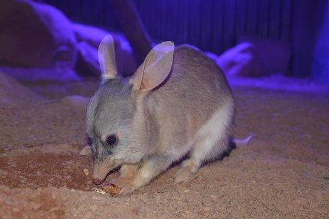 Kuranda Wildlife Experience Thee Attraction Pass - Attractions Melbourne 2