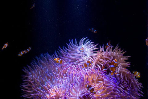 SEA LIFE Sunshine Coast Aquarium Entrance Ticket - Attractions Melbourne 1