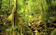 Cairns 4WD Waterfall And Rainforest Tour Including Kuranda Scenic Railway - thumb 8