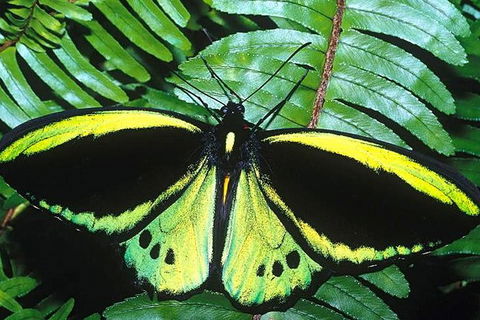 Cairns 4WD Waterfall And Rainforest Tour Including Kuranda Scenic Railway - Attractions Melbourne 1