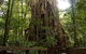 Cairns 4WD Waterfall And Rainforest Tour Including Kuranda Scenic Railway - thumb 5