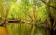 Cairns 4WD Waterfall And Rainforest Tour Including Kuranda Scenic Railway - thumb 9