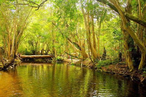 Cairns 4WD Waterfall And Rainforest Tour Including Kuranda Scenic Railway - Attractions Melbourne 9