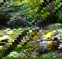 Cairns Daintree Rainforest and Cape Tribulation 2-Day Tour - Attractions Melbourne