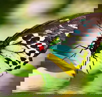 Australian Butterfly Sanctuary - Attractions Melbourne