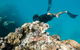 Full Day Snorkel In The Great Barrier Reef - thumb 5