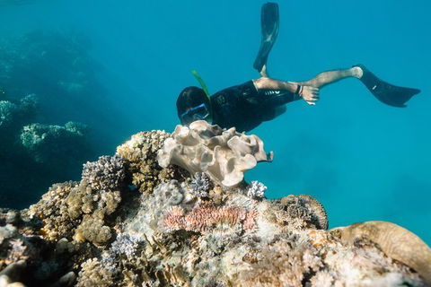 Full Day Snorkel In The Great Barrier Reef - Attractions Melbourne 5