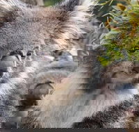 Kuranda Koala Gardens General Entry Ticket - Attractions Melbourne