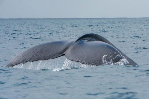 2-Hour Guided Whale Watching Tour At Noosa - Attractions Melbourne 2