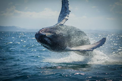 2-Hour Guided Whale Watching Tour At Noosa - Attractions Melbourne 0