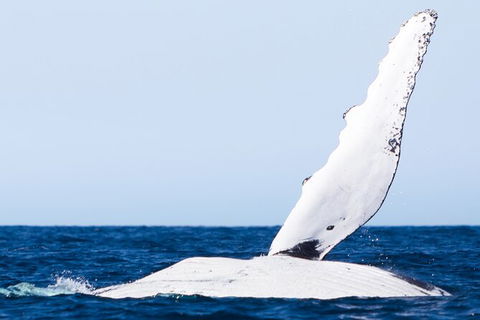 2-Hour Guided Whale Watching Tour At Noosa - Attractions Melbourne 5