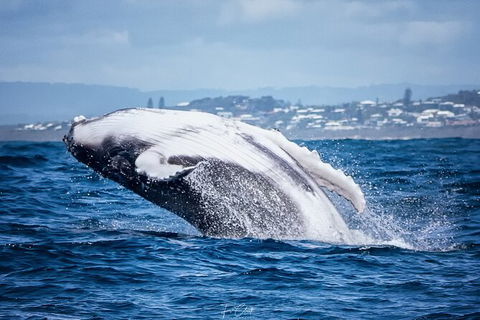 2-Hour Guided Whale Watching Tour At Noosa - Attractions Melbourne 1