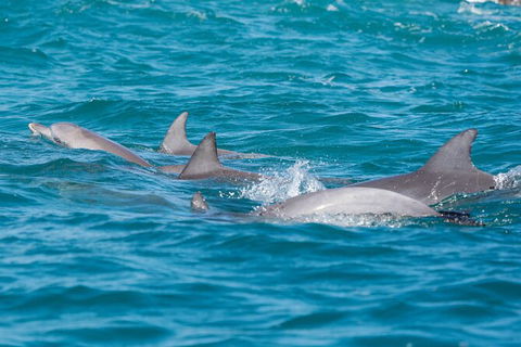 2-Hour Guided Whale Watching Tour At Noosa - Attractions Melbourne 4