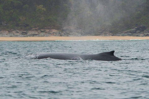 2-Hour Guided Whale Watching Tour At Noosa - Attractions Melbourne 3