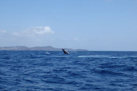 Noosa Whale Watching - Attractions Melbourne 3