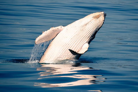 Noosa Whale Watching - Attractions Melbourne 1
