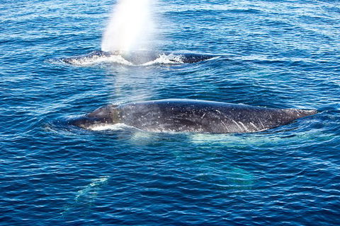 Noosa Whale Watching - Attractions Melbourne 5