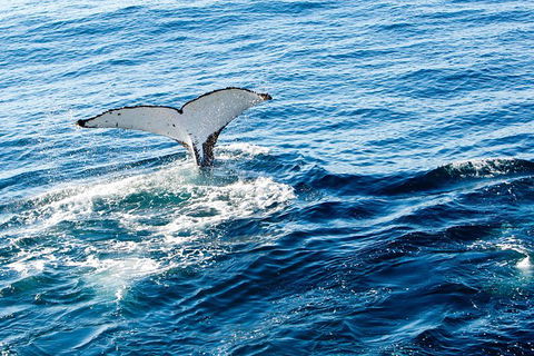 Noosa Whale Watching - Attractions Melbourne 4
