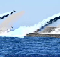 Noosa Whale Watching - Attractions Melbourne