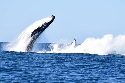 Noosa Whale Watching - Attractions Melbourne 0