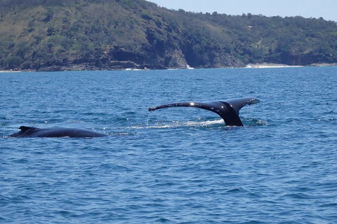 Noosa Whale Watching - Attractions Melbourne 6