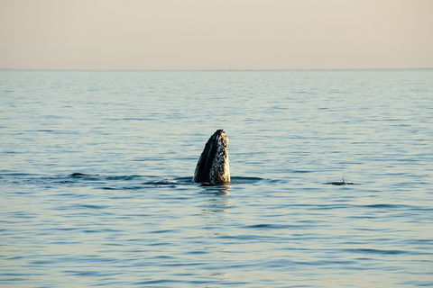 Noosa Whale Watching - Attractions Melbourne 2