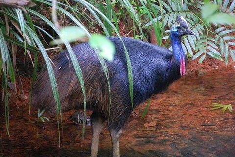 Daintree Discovery Centre Family Pass Ticket - Attractions Melbourne 7
