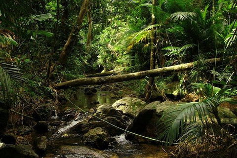 Daintree Discovery Centre Family Pass Ticket - Attractions Melbourne 5