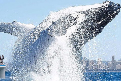 Gold Coast City Card (3 Days Card): Unlimited Attractions - Attractions Melbourne 8