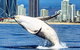 Gold Coast City Card (3 Days Card): Unlimited Attractions - thumb 4