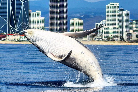 Gold Coast City Card (3 Days Card): Unlimited Attractions - Attractions Melbourne 4