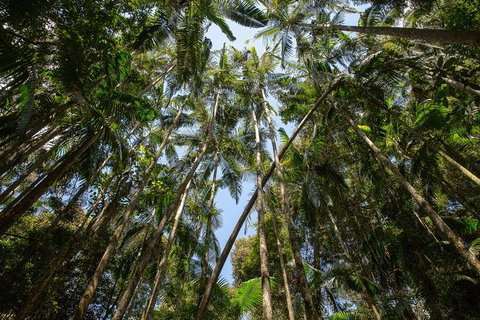 Full-Day Guided Hinterland Adventure Tour In Queensland - Attractions Melbourne 3